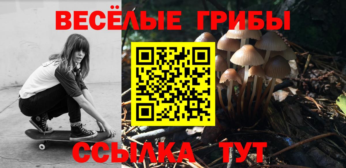 Галлюциногенные грибы Psilocybe Губкинский